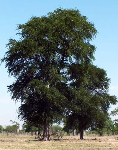 гваяковое дерево