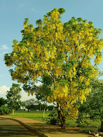 кананговое дерево