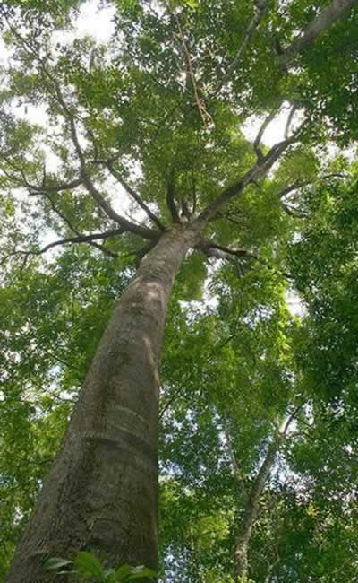 сандаловое дерево
